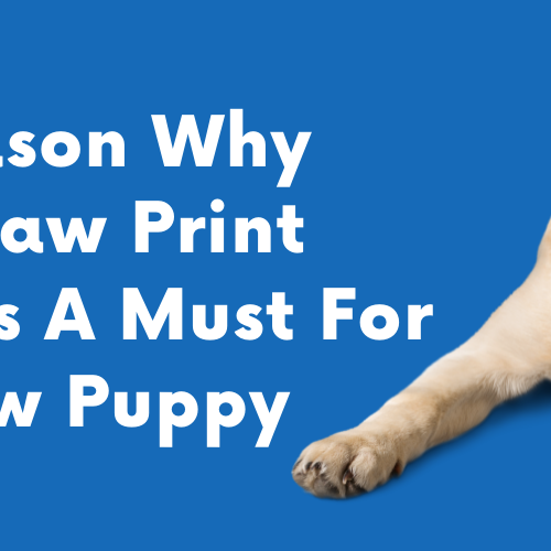 7 Reason Why The Paw Print Pad Is A Must For A New Puppy