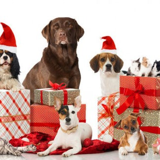 Why Do Pets Also Feel Special When You Give Them A Surprising Gift?