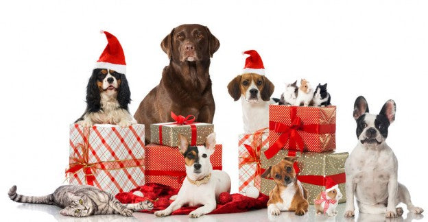 Why Do Pets Also Feel Special When You Give Them A Surprising Gift?