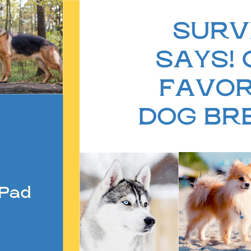 Survey Says! Here Are Our Colleagues Favorite Dog Breeds!