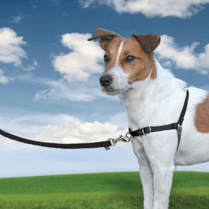 Pet Leash With Adjustable Strap Design