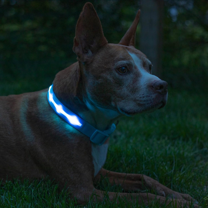 LED Dog Leash With Adjustable Strap Design