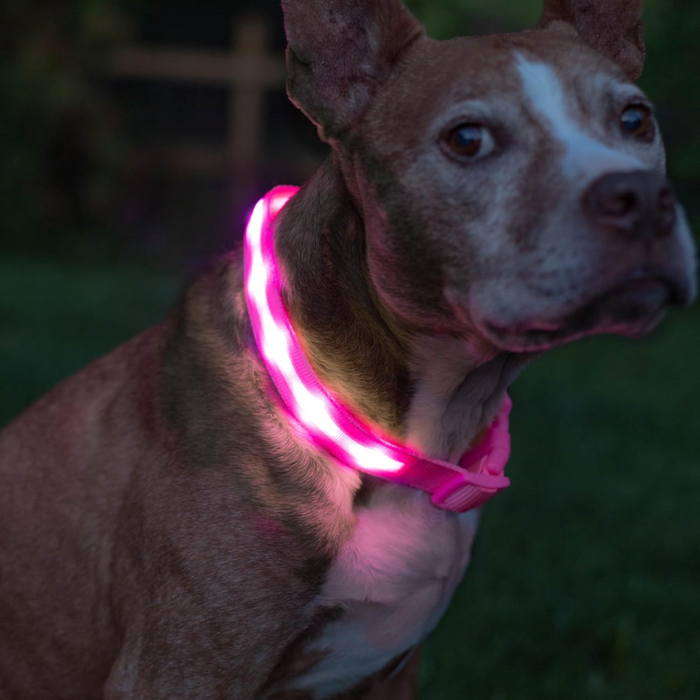 LED Dog Leash With Adjustable Strap Design