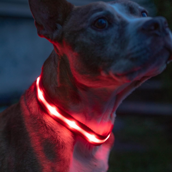 LED Dog Leash With Adjustable Strap Design