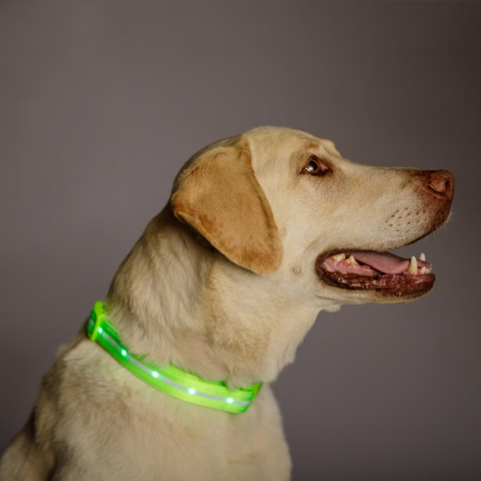 LED Dog Leash For Training