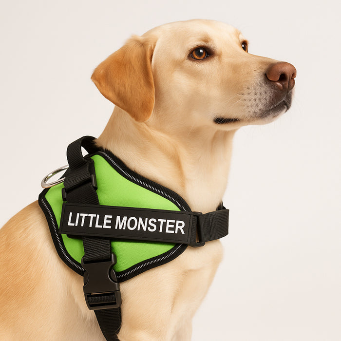 Custom No Pull Dog Harness With Name And Number