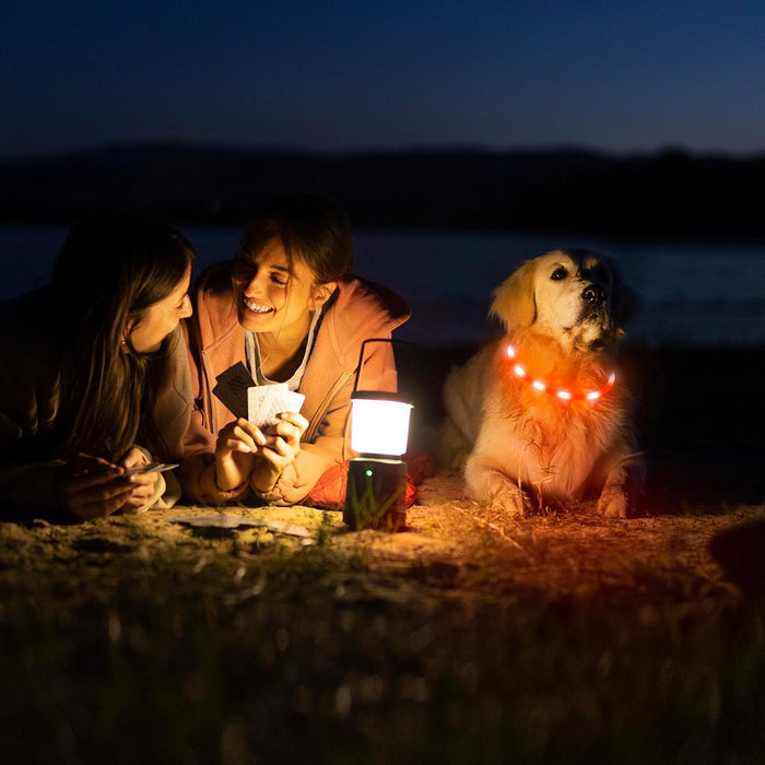 USB Rechargeable LED Safety Collar For Pets