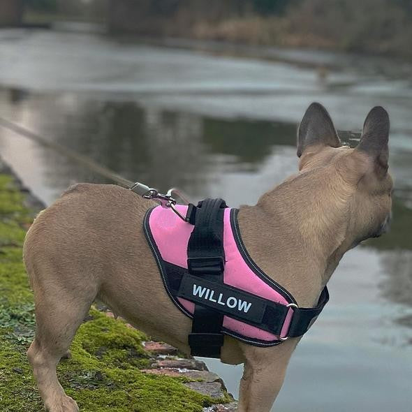 Custom No Pull Dog Harness with Name and Phone Number, Heavy Duty Personalized Pet Vest