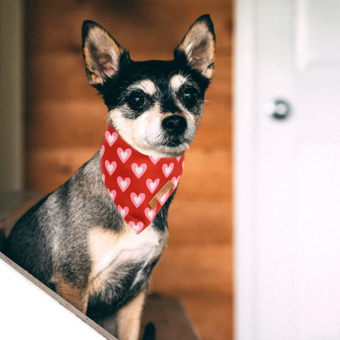 Patrick's Day Bandanas, Premium Durable Fabric, Multiple Sizes Offered