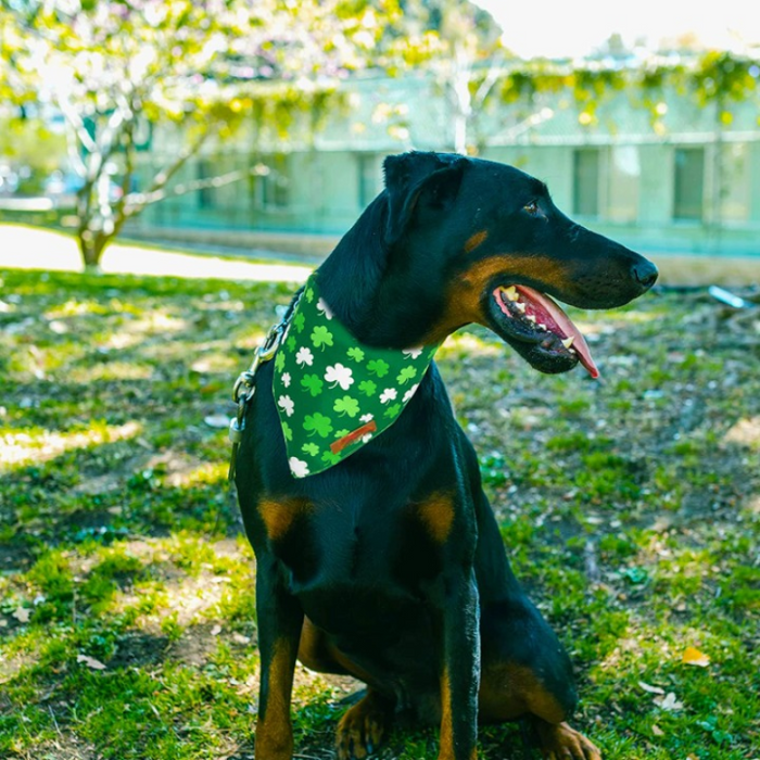 Patrick's Day Bandanas, Premium Durable Fabric, Multiple Sizes Offered