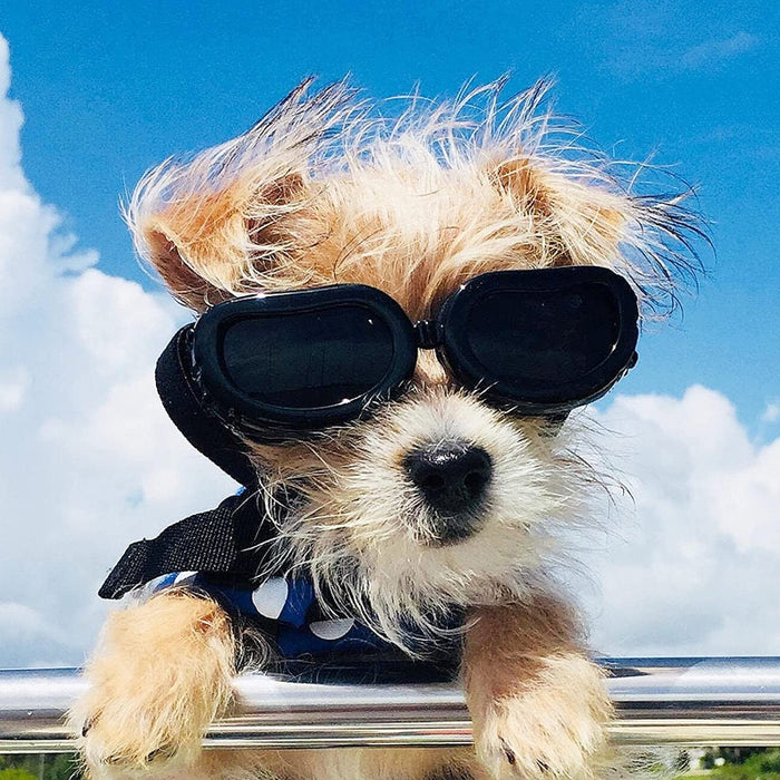 Small Dog Goggles UV Protection Adjustable Clear Doggy Sungalsses Easy Wear Windproof Motorcycle Puppy Glasses