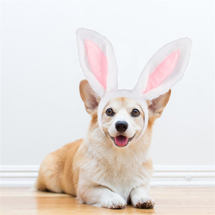 Bunny Ears Headband For Dog