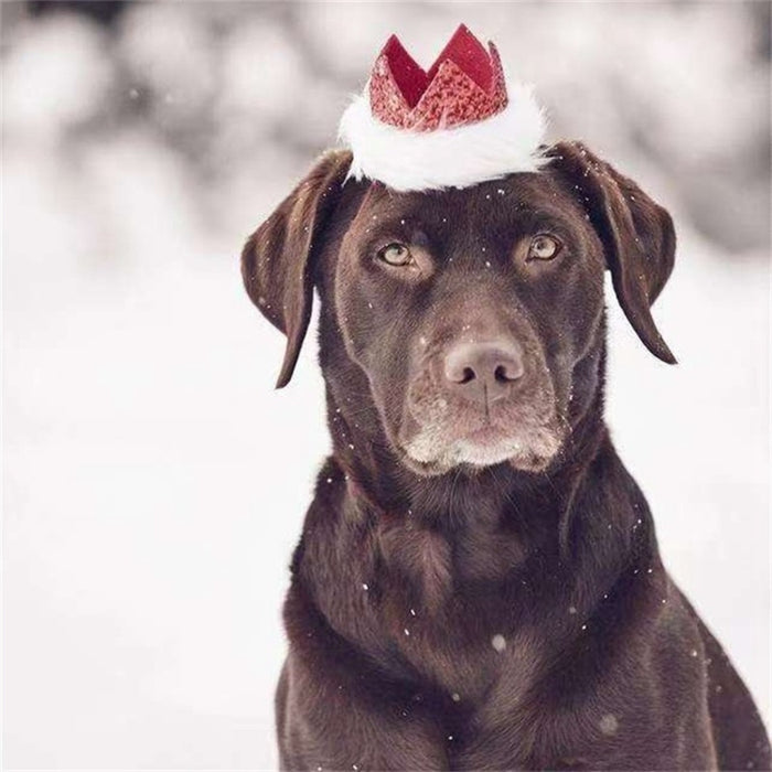 Christmas Costume Set For Dogs
