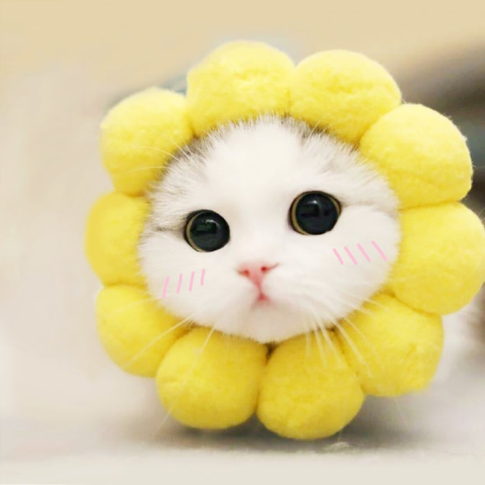 Sunflower Head Cap For Cats