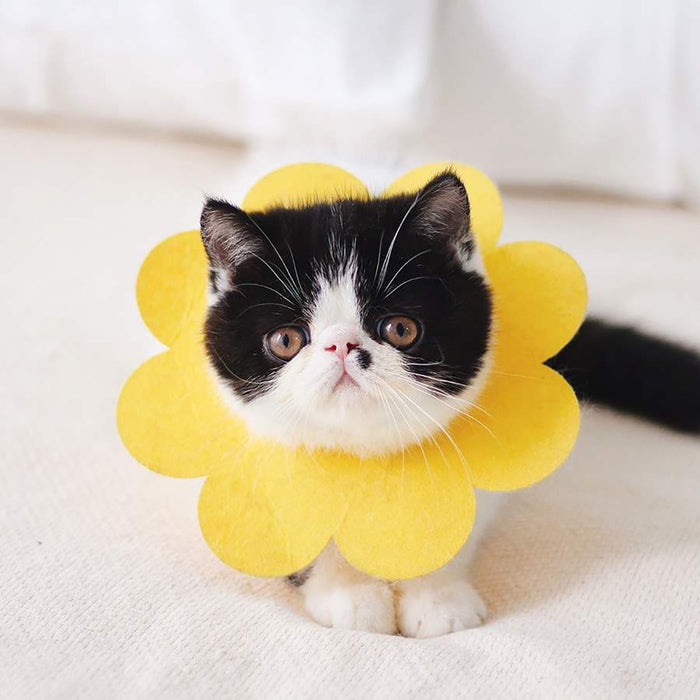 1Pc Cat Sun Flower Shape Recovery Collar